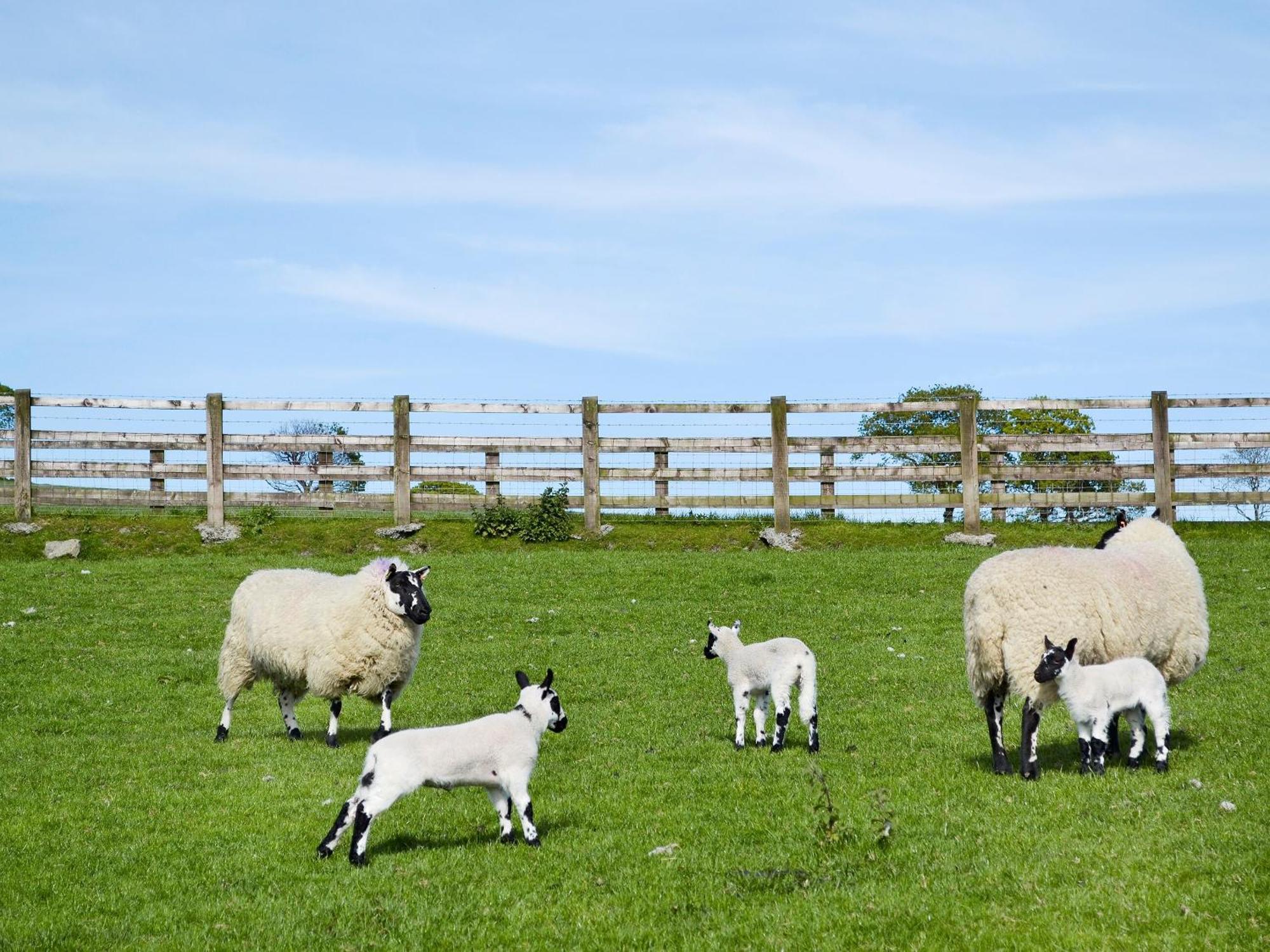 Maes Y Bryn Farmhouse Llanwrda Kültér fotó